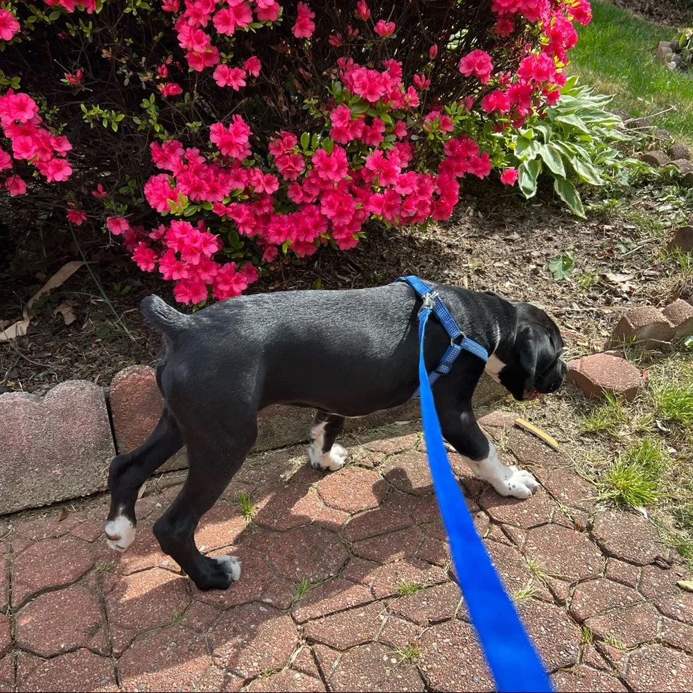 Pawitas 6 ft Puppy or Dog Leash & Reflective Harness, Blue, Size Small